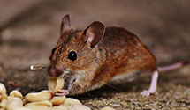 24 Hour & Emergency Exterminators in Lake Lincoln, IN